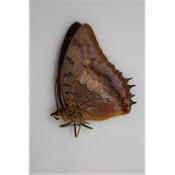Charaxes lucretius femelle