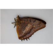 Charaxes lucretius femelle