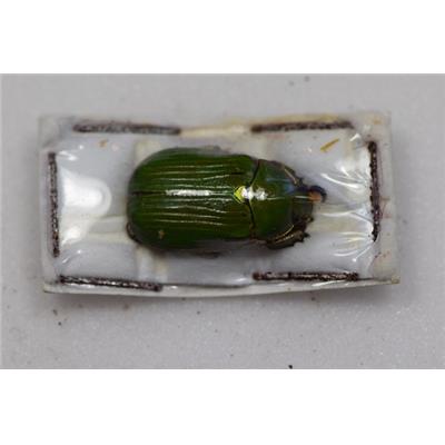 Chrysina lecontei mâle