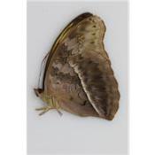 Cymothoe confusa femelle