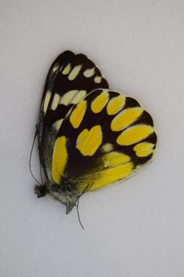 Delias shirozui male