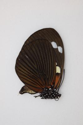 Euxanthe trajanus male