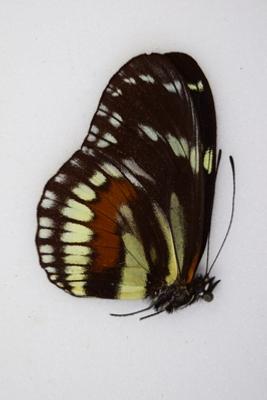Heliconius hecuba ssp male