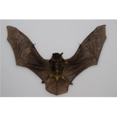 Pipistrellus imbricatus (ouvert)