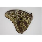 Morpho deidamia femelle