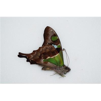 Papilio weskei male