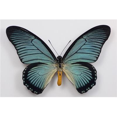 Papilio zalmoxis mâle A1/A1-