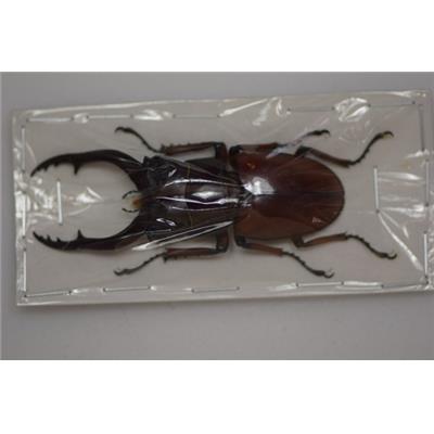 Prosopocoilus Astacoides Cinnamomeus male 60 65 mm