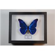 Morpho rhetenor rhetenor mâle