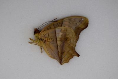 Vindula dejone austrasundara femelle