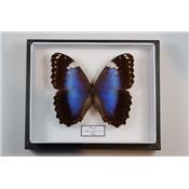 Morpho violaceus femelle