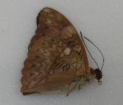 Cymothoe excelsa male