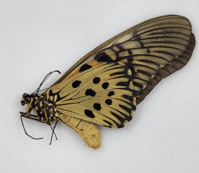 Papilio antimachus femelle