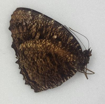 Elymnias casiphone ssp praetextata