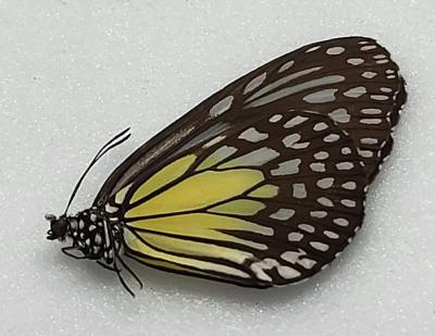 Parantica aspasia