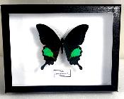 Boîte Cloche Papilio paris male