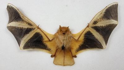 Chauve-souris naturalis�e