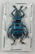 Eupholus geoffroyi