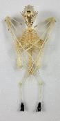 Cynopterus sphinx