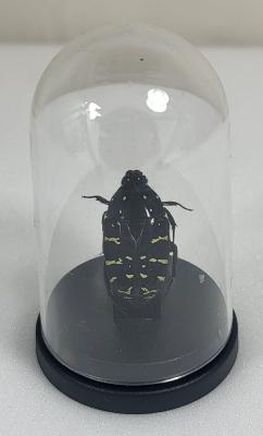 Mini Globes Euchroeaabdominalis