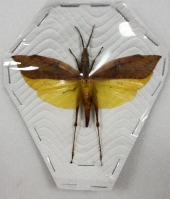 Sauterelle sp13 male