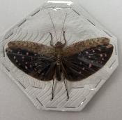 Sauterelle sp9 male