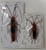 Lohita grandis couple