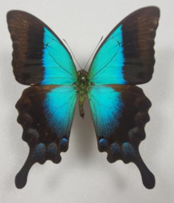 Papilio pericles étalé