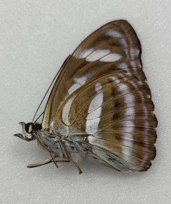 Neptis clinia A-