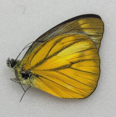 Cepora nadina andersoni A-
