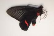 Atrophaneura dixoni