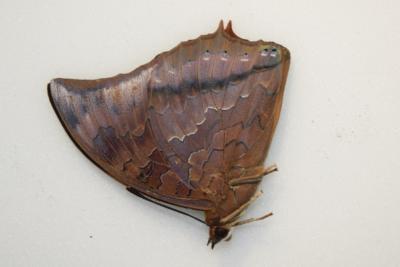 Charaxes distanti male