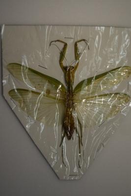 Mantidae sp 4