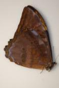 Morpho telemachus male orange