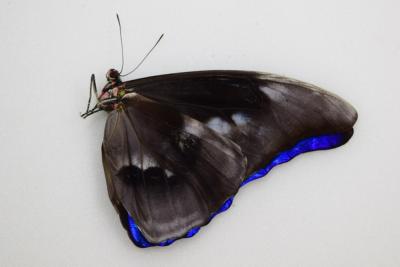 Morpho helena aberation