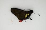 Mysarbia sejanus