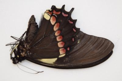 Papilio meniatus male