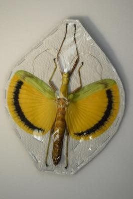 Tagesoides nigrosfasciata FEMELLE