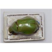 Chrysina adolphi femelle