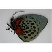 Agrias beatifica femelle