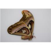 Attacus atlas mâle