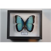 Morpho helenor carillensis