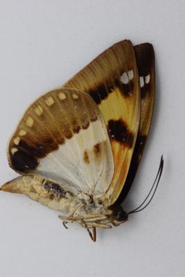 Castnidae sp1