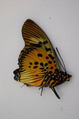 Charaxes acraeoides mâle