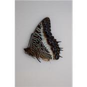 Charaxes brutus angustus mâle