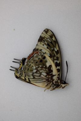 Charaxes etesipe male