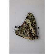 Charaxes etesipe male