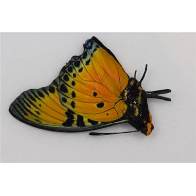 Charaxes fournierae male RARE