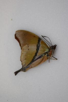 Charaxes kaldeni omyeri male