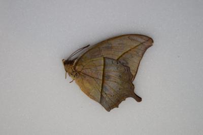 Charaxes paphianus femelle